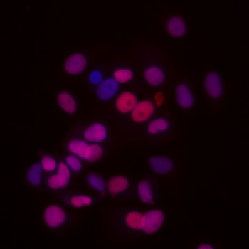 gata3_488_merged_2.png